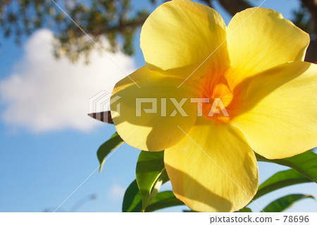 Obana Aria Kekazura 78696