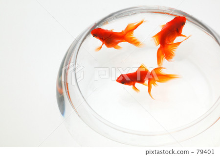 Goldfish   79401