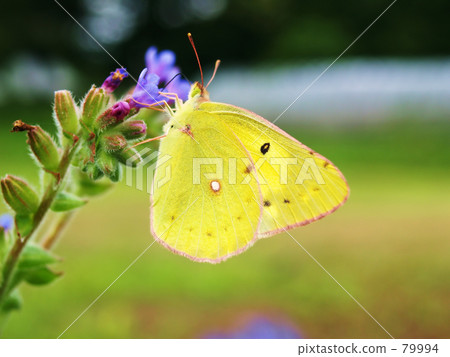 Colias erate 79994