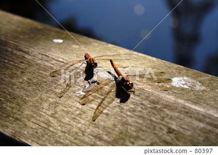 褐色 橙色 橙子 80397