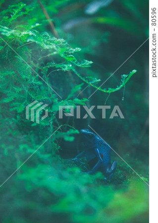 Frog Frog 80596