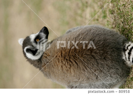 Wolverine lemur Wolverine lemur 80958