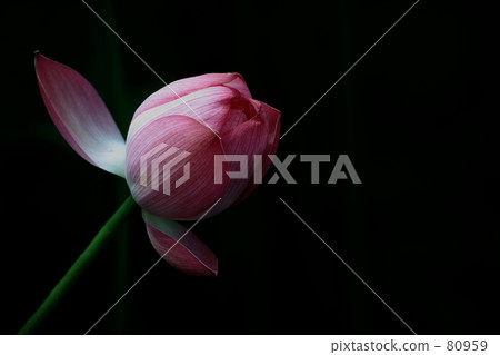 copy-space, copyspace, lotus 80959