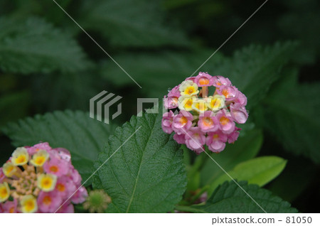 Lantana and rain ball 81050