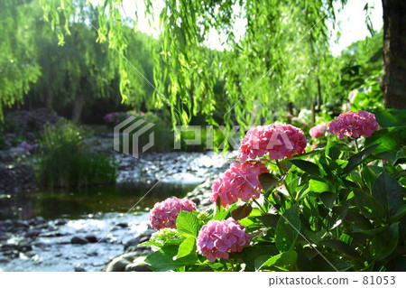 Hydrangea @ 5 pm Hydrangea @ 5 pm 81053