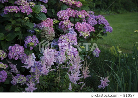 Pink hydrangea blooms in the garden 81057