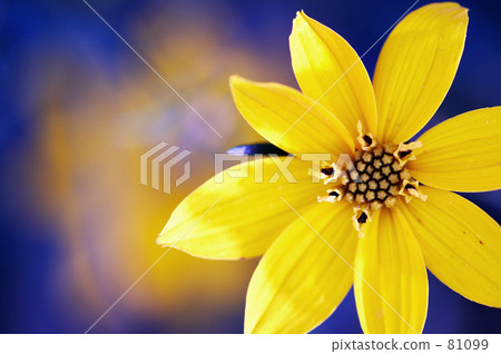 Ichinin flower 81099