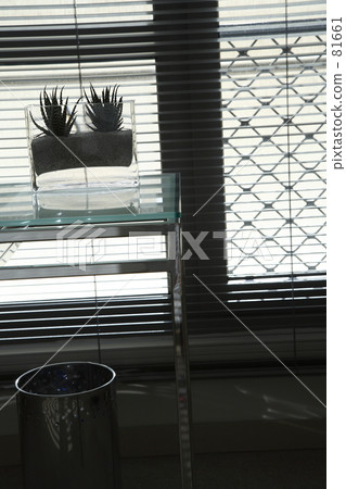 Succulent plant at window side 81661