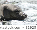 像海豹001 81925