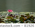 睡蓮001 81926