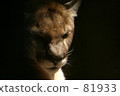 美洲獅 81933