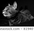 一隻貓 81940