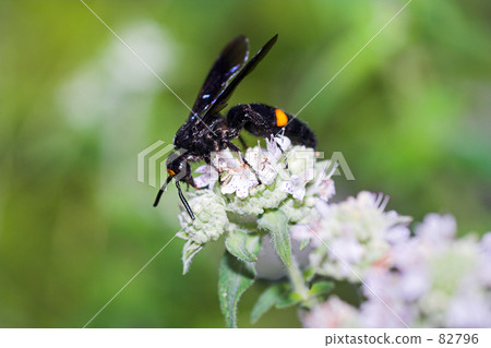 Bee and squirrel 82796