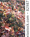 秋葉落葉 82987