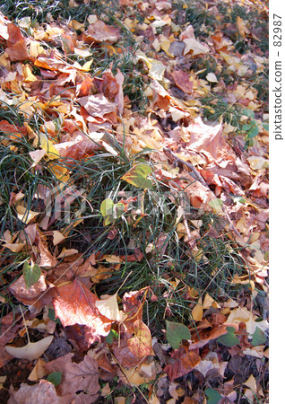 Autumn leaves deciduous Autumn leaves deciduous 82987