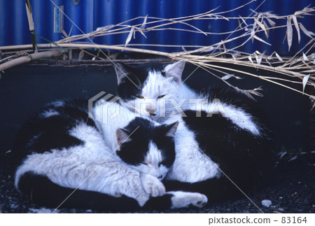 哎呀，我注意到了。 83164