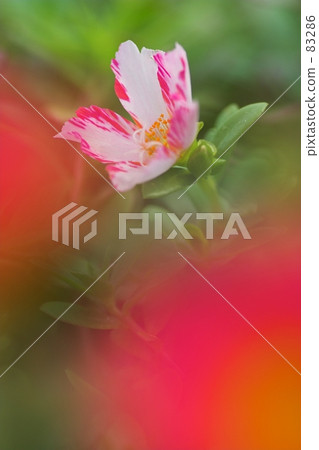Hana herbitori Hana herbitori 83286