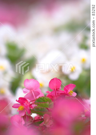 夏天的顏色·秋海棠·1 夏天的顏色·秋海棠·1 83292