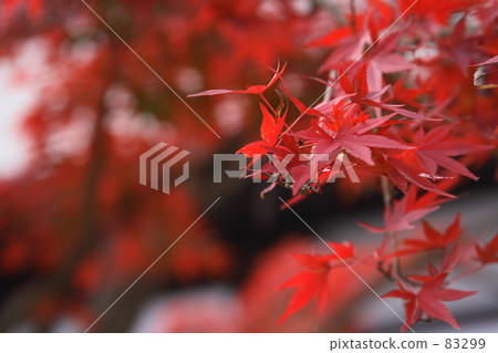 紅色和 紅色和 83299