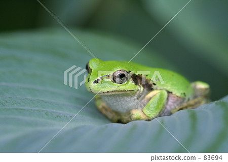 Tree frog Tree frog 83694