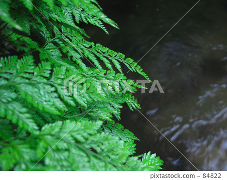 Mountain stream Mountain stream 84822