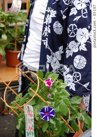 Morning glory and half covered Morning glory and half covered 85197