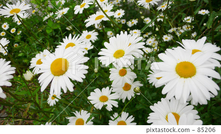 瑪格麗特 瑪格麗特 85206