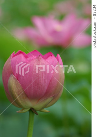 Ryoda lotus -3- Ryoda lotus -3- 85234