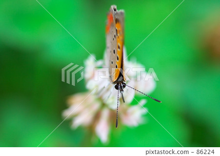 green, macro, butterfly 86224