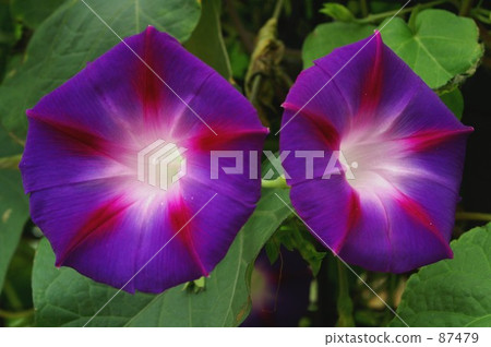 喇叭花 喇叭花 87479