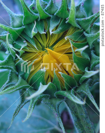 向日葵 向日葵 87485