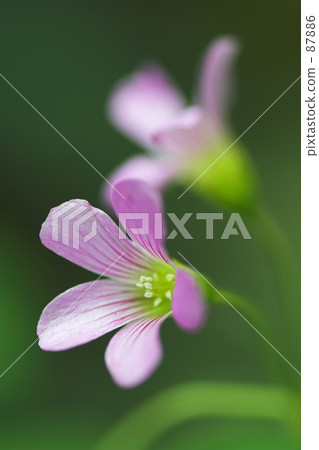 pink pink 87886