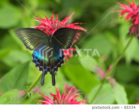 Butterfly Butterfly 88334