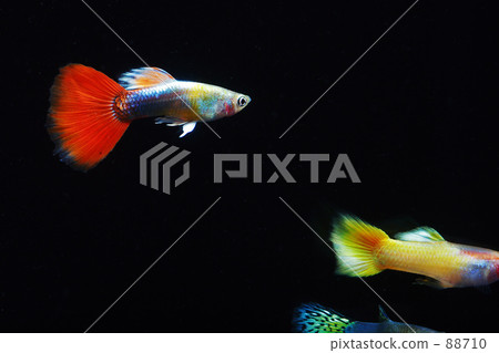 Tropical fish [guppy] 88710