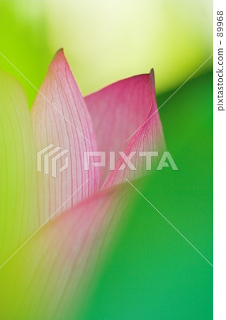 Lotus Lotus 89968