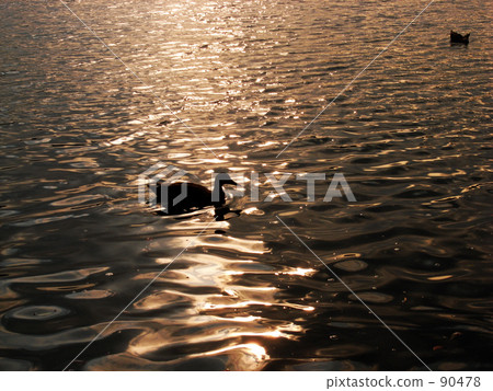 這個 日落 傍晚 90478