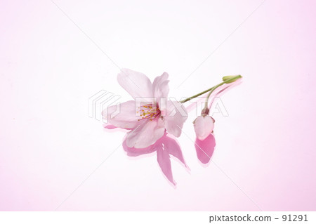 Cherry Blossoms Cherry Blossoms 91291