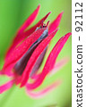 Pavonia · Intel Media 92112