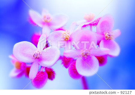 海棠·佛羅倫薩森帕 92127