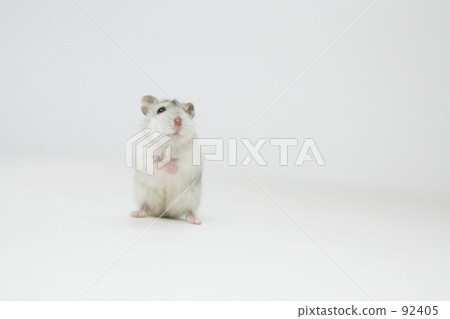 前站全身 前站全身 92405