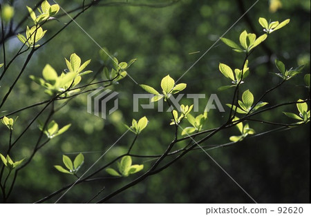 春天的旋律 春天的旋律 92620