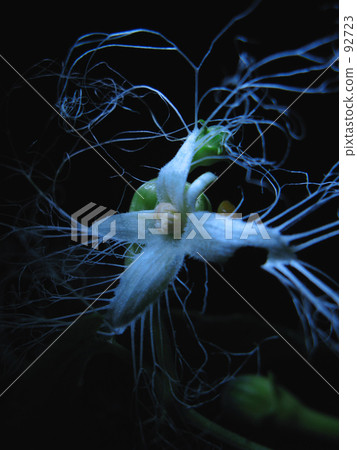 夜晚的黑暗，神秘的烏鴉 92723