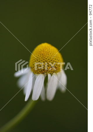 Chamomile 94772