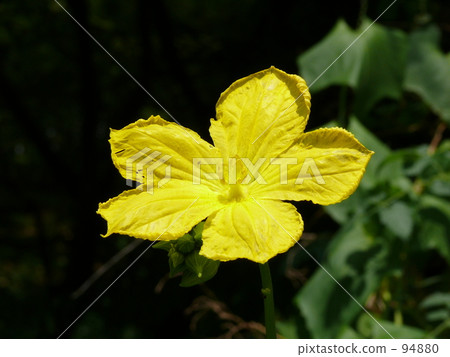 Loofah flowers 94880