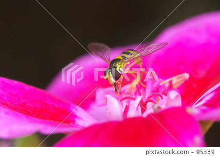 引理平田阿維斯 95339