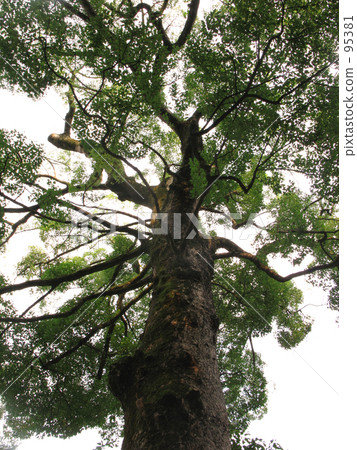 Something nice Kusunoki Something nice Kusunoki 95381