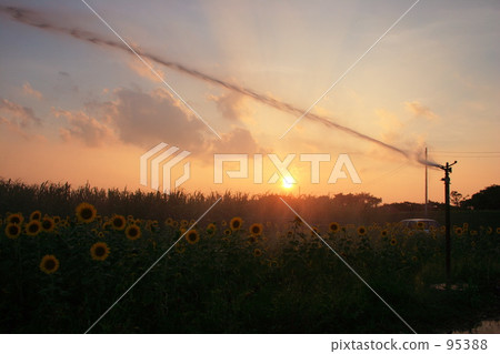 Ume field and sunflower field 95388