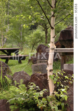 樺木和木桌和長凳 樺木和木桌和長凳 95858
