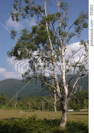 樺樹和夏日的山脈 樺樹和夏日的山脈 95862