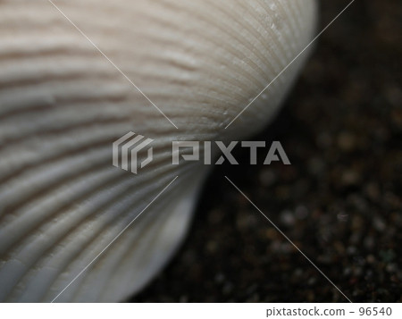 Seashell 96540